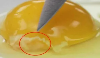 Nunca intente comerte ESTO? Lo que ves blanco en tu huevo crudo puede ser descifrado.
