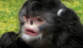Un mono muy parecido a Michael Jackson invade redes 