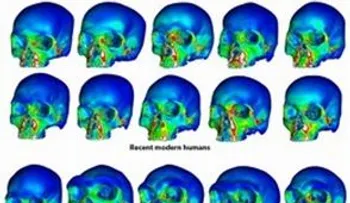 El hombre moderno heredó del neandertal defensas genéticas contra los virus