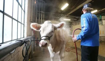  OMS pide prohibir los antibióticos para estimular el crecimiento de animales 