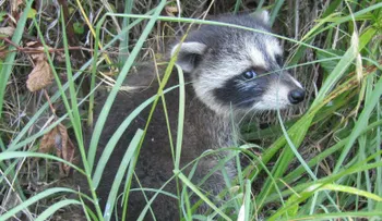 Los mapaches urbanos estarían en las primeras etapas de domesticación, según un estudio