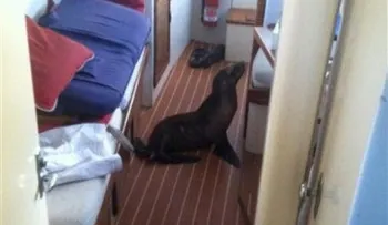 Cachorro de león marino se cuela a dormir en un yate 