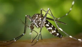 Chikunguya no repite, dicen expertos