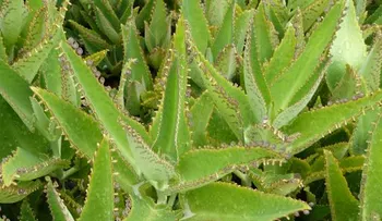 Hierbas medicinales para tratar el cáncer y otras enfermedades