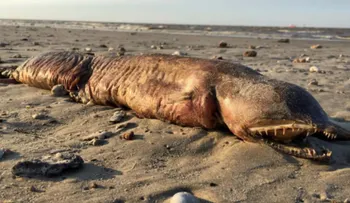 Científico identifica la extraña criatura sin rostro y con colmillos que llegó a la playa después de Harvey