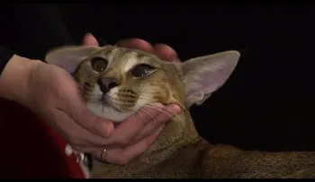 Presentan en Rusia un raro felino que cuesta más de 23.000 dólares (VIDEO)