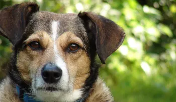 Los perros entienden más de lo que creemos, según estudios