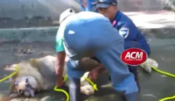 Indignación por muerte de león del Zoológico de Moca 