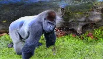 Mono causa impresión con sus músculos de culturista 