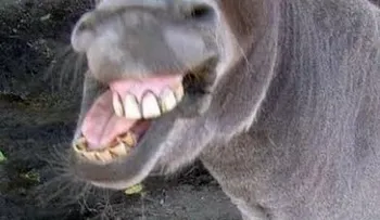 Burro violador