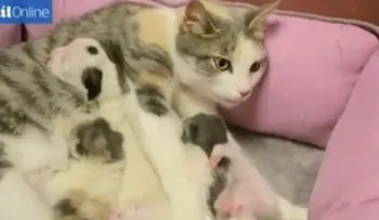 Video: gata cuida y alimenta a un pitbull abandonado