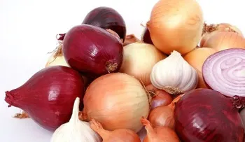 Cebollas gran imán para las bacterias, colocada sin pelar en habitaciones de la casa