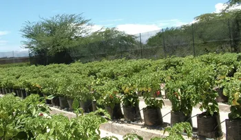 Monte Cristi tiene el quinto ají más picante del mundo 