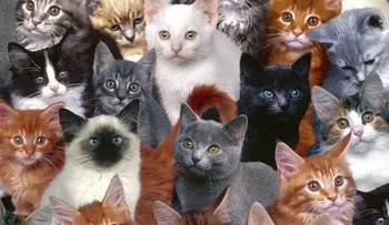 52 gatos son llamados con nombres de políticos por su dueña 