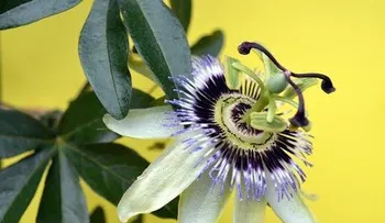 Flor de la pasión; propiedades y beneficios para la salud 
