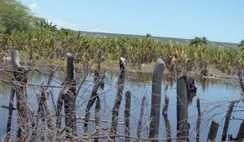 Lago Enriquillo se traga cerca de 32 mil tareas destinadas al ganado y agricultura