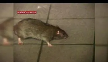 Bañarse en lluvias que traerá Erika aumenta riesgos de enfermar por leptospirosis