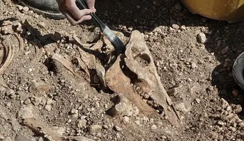Descubren enterramientos de animales híbridos en un cementerio celta