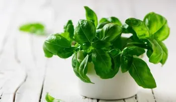 La albahaca trata los problemas respiratorios, nerviosos, bucales y ginecológicos