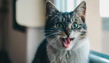 Esta es la terrible realidad detrás de los apretujones a los gatos