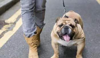 Tener perro es bueno para el corazón