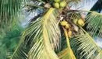 Beneficios de utilizar azúcar de palma de coco 