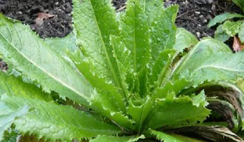 El analgésico natural que funciona como la morfina que se puede encontrar en su patio trasero