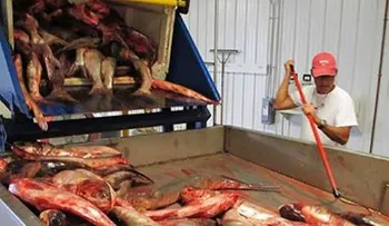 Americanos aprueban para consumo comida asiatica criada con heces de cerdos 