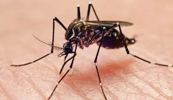 La amenaza del dengue en Perú: ya son 26 personas muertas y los casos están disparados