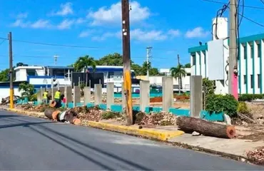 Baní denuncia tala de robles centenarios en el centro urbano durante remozamiento de RD$57 millones