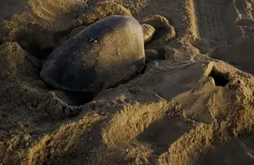 Tortugas golfinas anidan por primera vez en playas de California