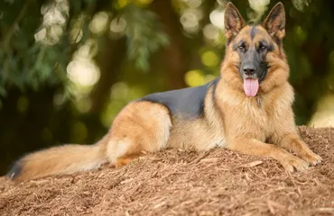El pastor alemán, una de las razas caninas más protectoras
