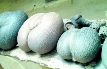 El coco de mar, la semilla más grande del mundo bautizada como "nalga de negra"