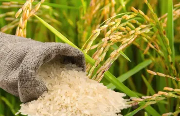 CNCP propone importar de EE.UU. solo el arroz faltante para proteger la producción nacional