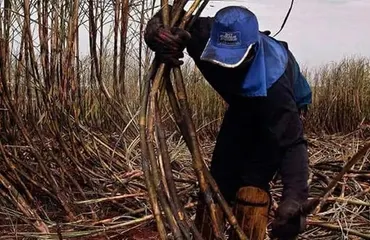 Grupo de derechos humanos pide a EE. UU. prohibir importaciones por trabajo forzoso en RD