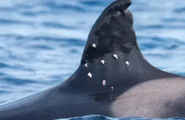 La orca más longeva del Estrecho de Gibraltar aparece con heridas de perdigones y alerta a los científicos