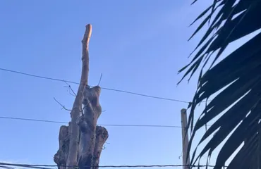 Noches calurosas en Santo Domingo se multiplican por seis en tres décadas por pérdida de vegetación