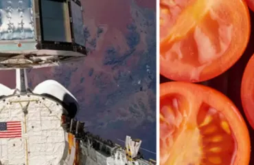 Semillas de tomate que pasaron casi seis años en órbita germinaron mejor que las terrestres