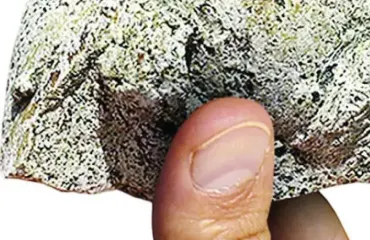 Ámbar gris de cachalotes, un producto animal más cotizado que el oro