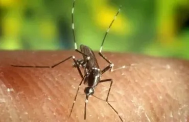 Grecia eleva a 24 las muertes por virus del Nilo Occidental en lo que va de año
