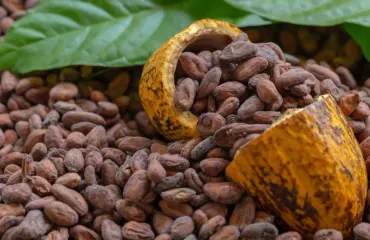 República Dominicana adapta producción de cacao a nuevas exigencias ambientales de la Unión Europea