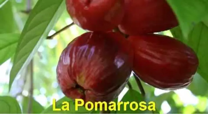La Pomarrosa: propiedades para la salud