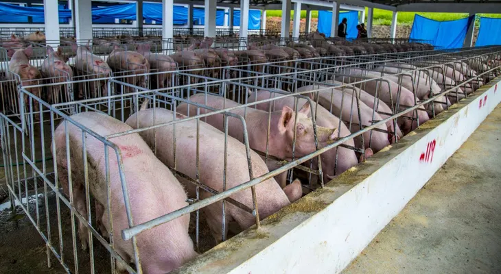 Gobierno toma medidas para proteger la producción nacional de cerdos ante pequeño brote de fiebre porcina africana