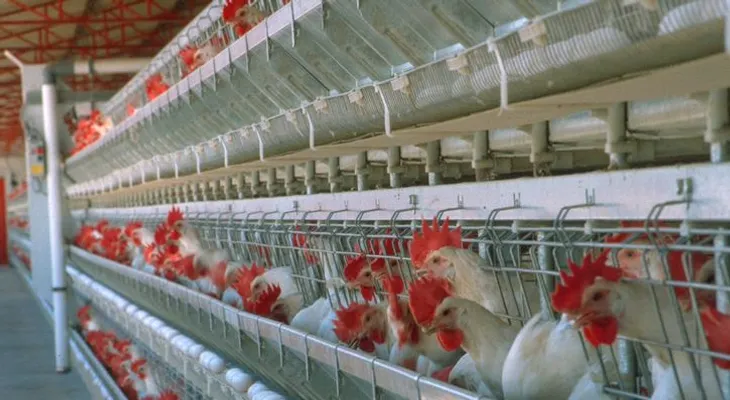  Productores avícolas piden sustituir "normas" DGII afectan DR-CAFTA por una ley justa
