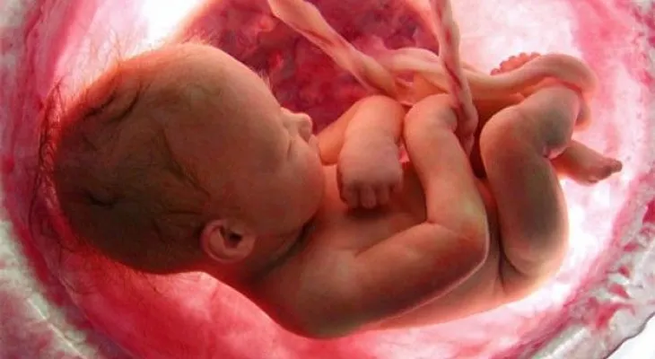 Mitos y verdades sobre la placenta
