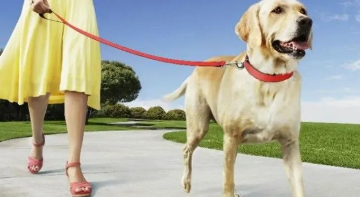 Cómo enseñar a un perro a pasear con correa