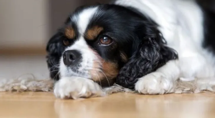 ¿Por qué se le cae el pelo a mi perro?