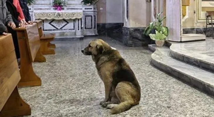 Un perro visita a diario la Iglesia, por una razón, que te quedarás sin palabras 