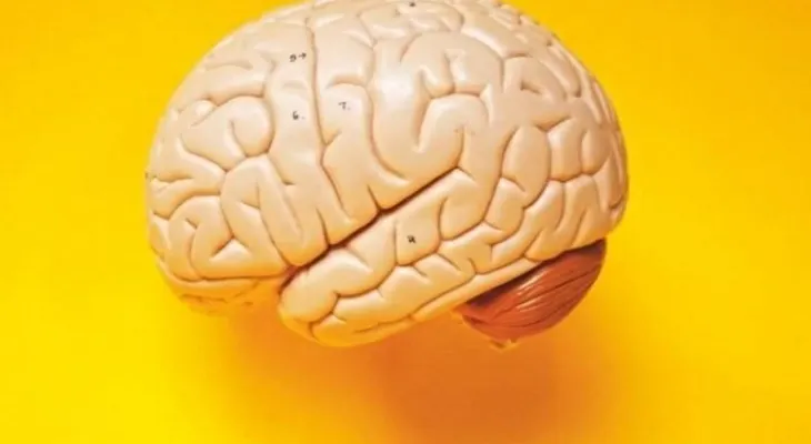 Aprender cosas nuevas te rejuvenece 30 años; descubren científicos de California