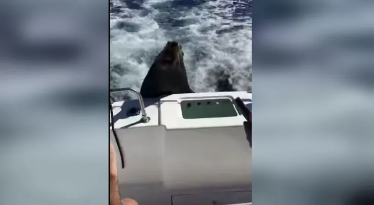 Un león marino se trepa a un bote y se niega a irse hasta que lo alimenten